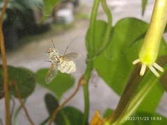 Entomophthorales