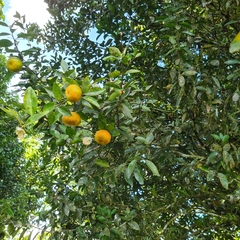 Citrus