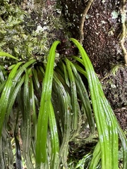 Haplopteris anguste-elongata