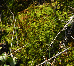 Tortella squarrosa