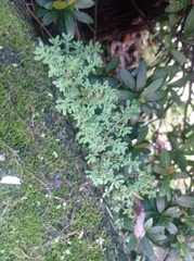 Selaginella uncinata