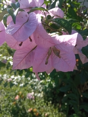 Bougainvillea glabra