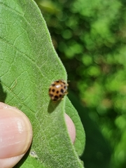 Henosepilachna vigintisexpunctata