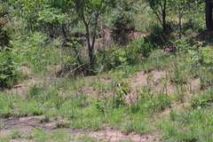 Pteridium centrali-africanum