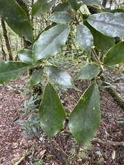 Trochodendron aralioides