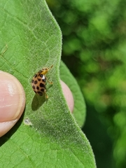 Henosepilachna vigintisexpunctata