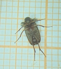 Pelecotominae