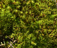 Tortella squarrosa
