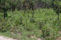 Pteridium centrali-africanum