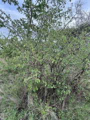 Cordia monoica