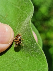 Henosepilachna vigintisexpunctata