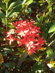 Ixora coccinea
