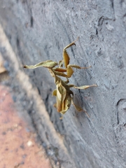 Phyllocrania