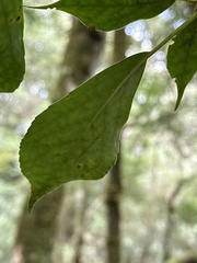 Trochodendron aralioides