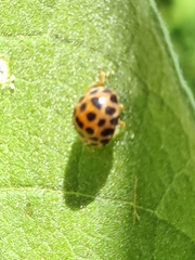Henosepilachna vigintisexpunctata