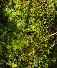 Tortella squarrosa