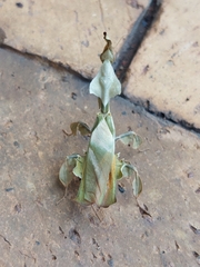 Phyllocrania
