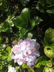 Hydrangea macrophylla