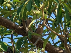 Acridotheres leucocephalus