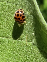 Henosepilachna vigintisexpunctata