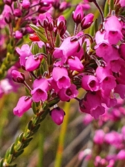 Erica pulchella