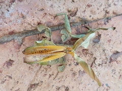Phyllocrania