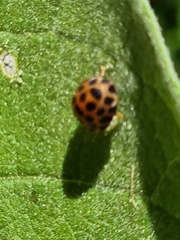 Henosepilachna vigintisexpunctata