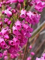 Erica pulchella