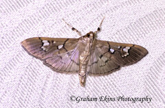 Microthyris anormalis