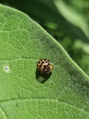Henosepilachna vigintisexpunctata
