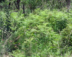 Pteridium centrali-africanum