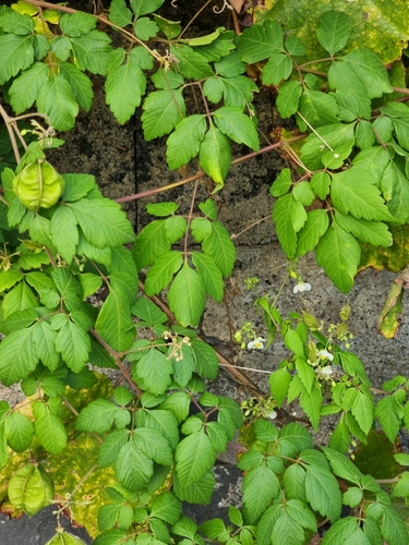 Cardiospermum grandiflorum