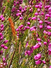 Erica pulchella