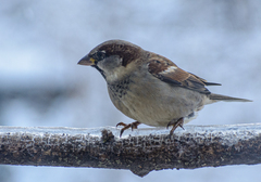 Passer domesticus