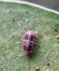 Chilocorus nigritus
