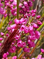 Erica pulchella