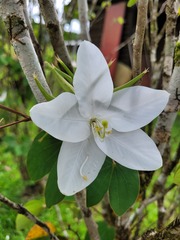Bauhinia acuminata