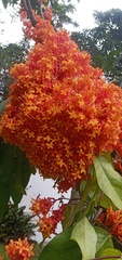 Saraca declinata