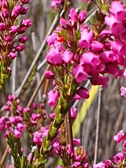 Erica pulchella