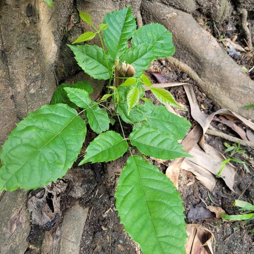 Image of Handroanthus guayacan by (c) Maria Janeiro, some rights reserved (CC BY)