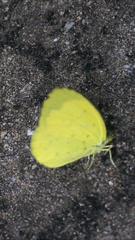 Eurema ada iona