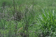 Cenchrus purpureus