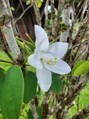 Bauhinia acuminata