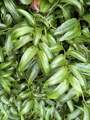 Smilax lanceifolia