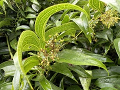 Smilax lanceifolia
