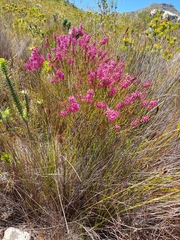 Erica pulchella