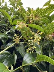 Smilax lanceifolia