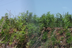 Pteridium centrali-africanum