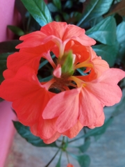 Crossandra