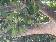 Ficus benghalensis